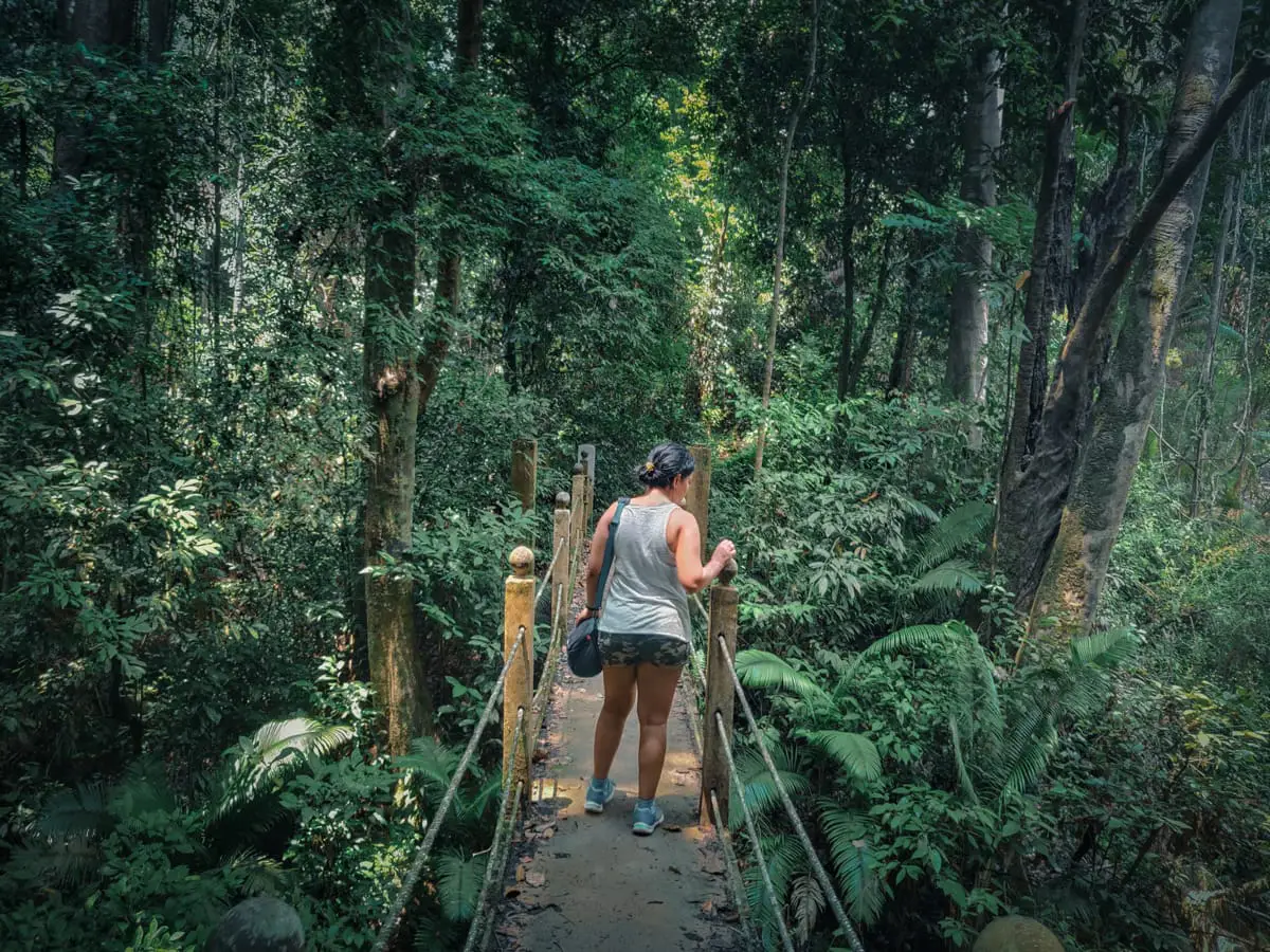 Taman Negara, The World's Oldest Rainforest - The Backpacksters